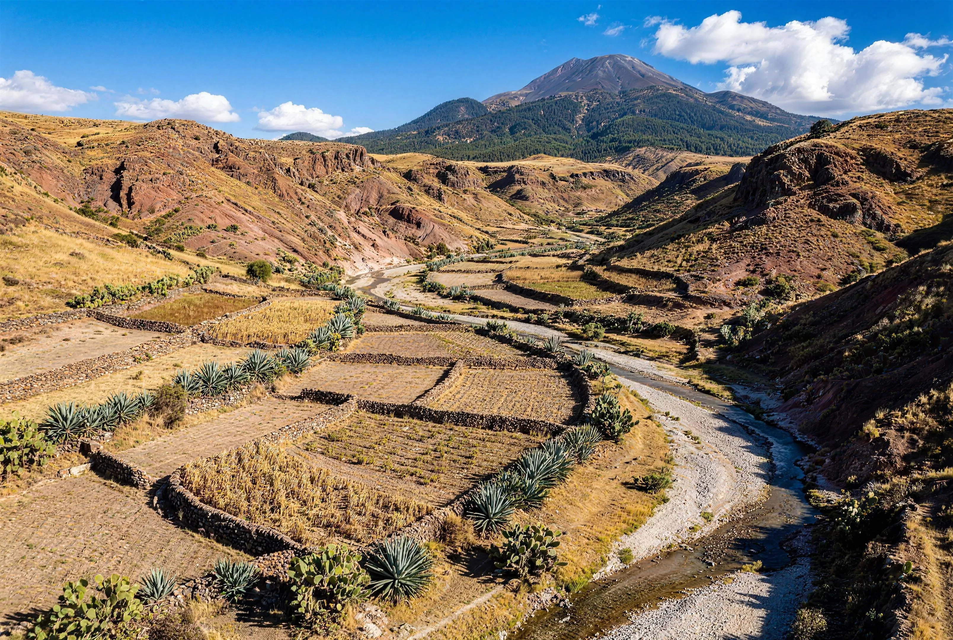 An aerial view over a dry highland valley: small terraced plots edged with dry stone walls and rows of blue-green agave, prickly pear scattered across the bare ground, a shallow gravel river winding through, and a forested volcanic cone rising beyond.