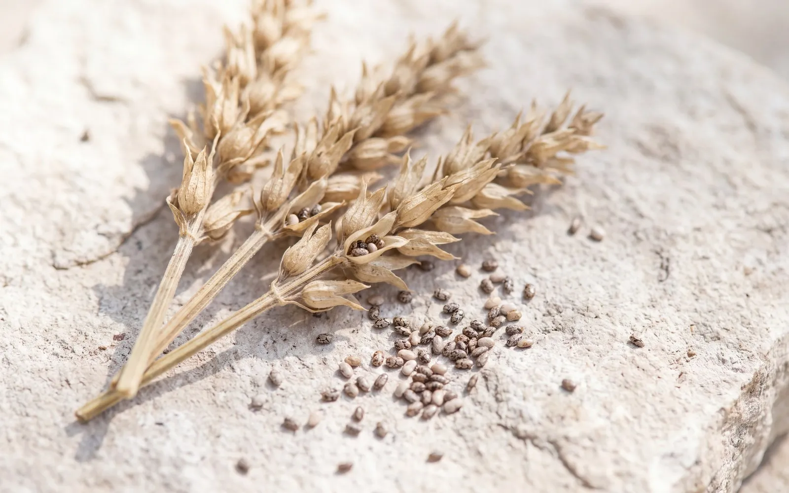 Three dried chia seed heads lying on a pale limestone slab in warm daylight: papery five-toothed calyx cups in whorls along angular stems, a few small mottled grey-brown seeds still sitting in the split cups, and a scatter of loose seed on the stone beside them.
